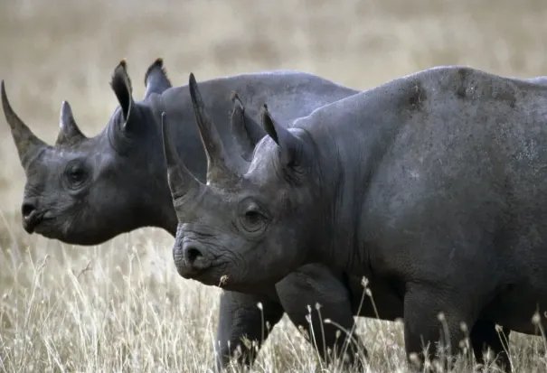世界上十大濒危动物名单，双峰驼排第四，第七是活化石