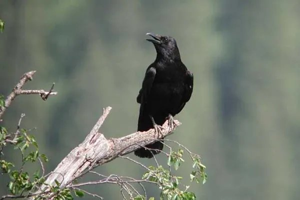 哪些是地球的清洁工