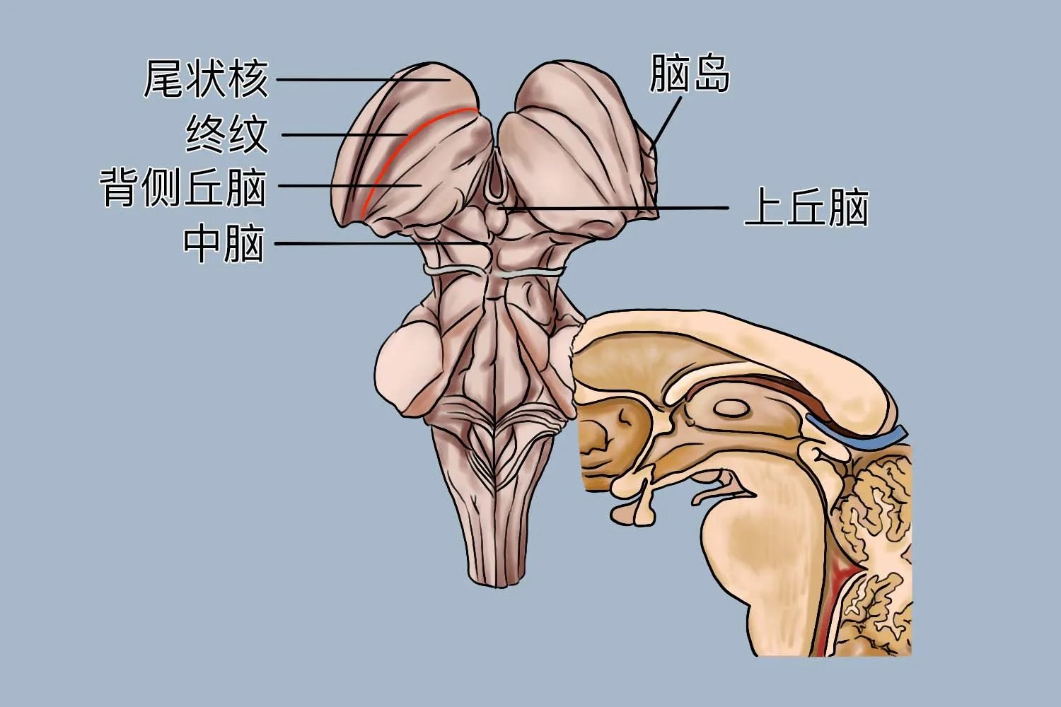 间脑五个部分的结构图
