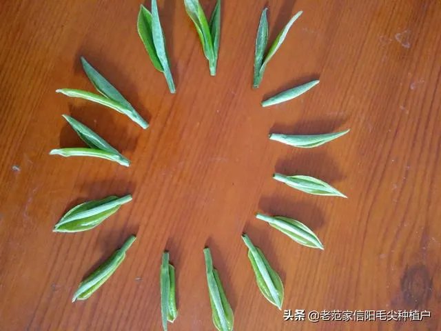 正宗信阳毛尖价格多少钱一斤？