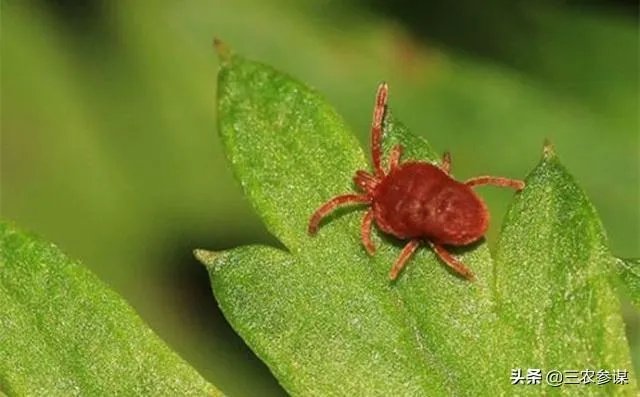 今日芒种，农村种植的果树近期的管理要点有哪些？