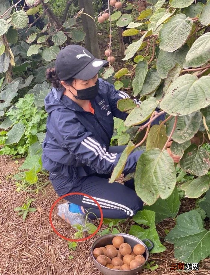 网红鼻祖芙蓉姐姐近况 芙蓉姐姐以前的照片