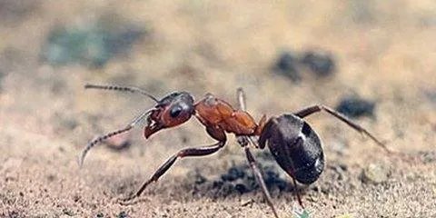 蚁科的种类有哪些？