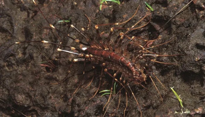家里有蚰蜒怎么办 家里有蚰蜒如何驱除