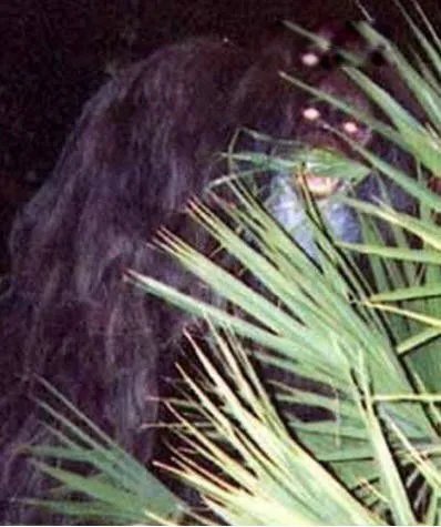 臭鼬猿长什么样子的图片 臭鼬猿真的存在吗