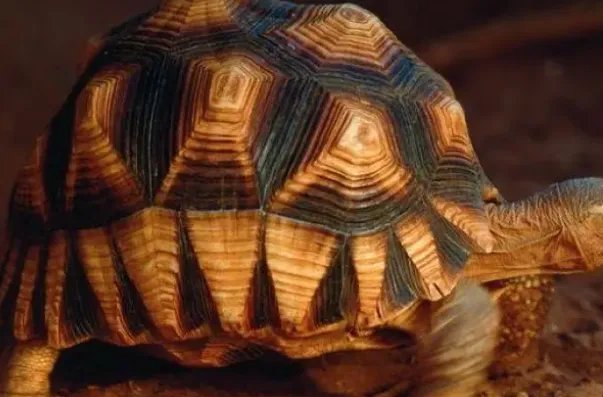 世界上十大濒危动物名单，双峰驼排第四，第七是活化石