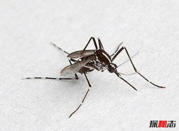 吸髓蚊存在吗?专门吸食人脑髓的吸髓蚊(杜撰不存在的生物)