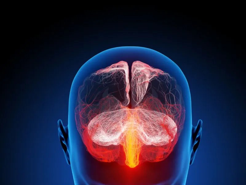 中脑边缘系统作用