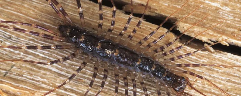 家里有蚰蜒怎么办 家里有蚰蜒如何驱除