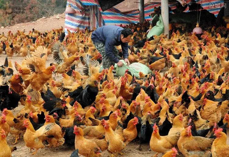 农村养殖业什么最赚钱 这五种值得考虑