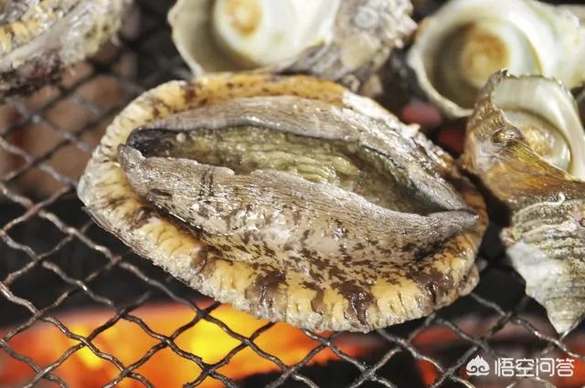 什么是半头鲍？