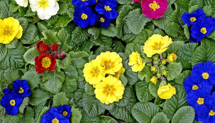 樱花草的花语是什么