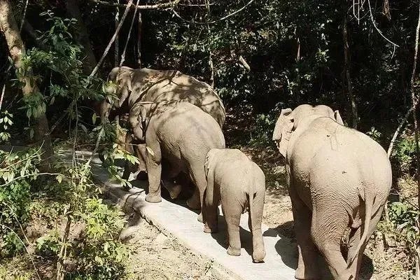 云南大象北迁究竟是何原因?