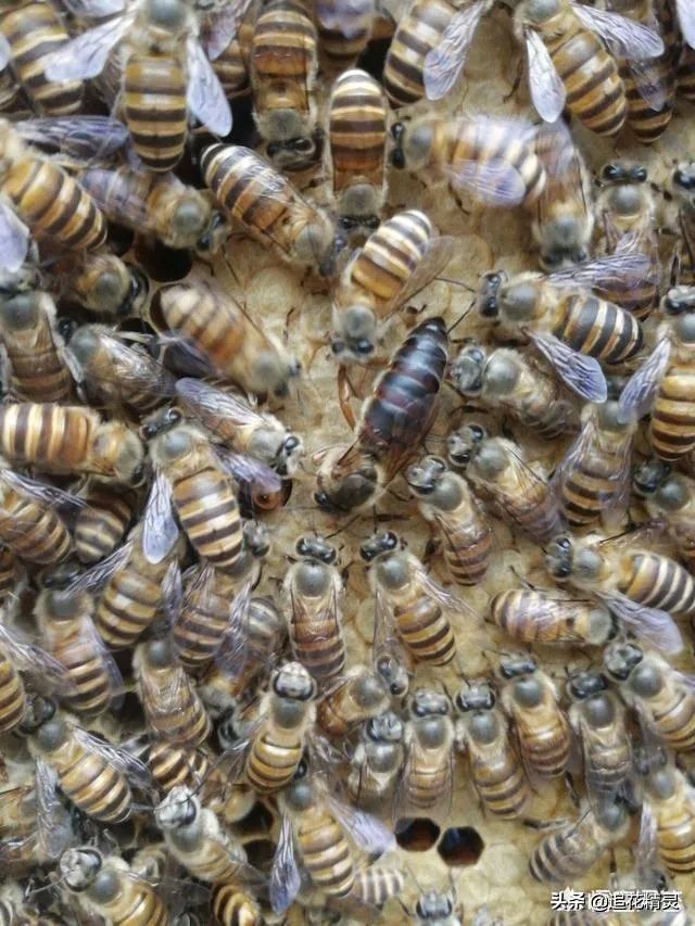 中蜂能近亲交尾吗