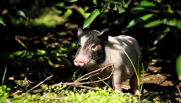 黄喉是什么动物身上的