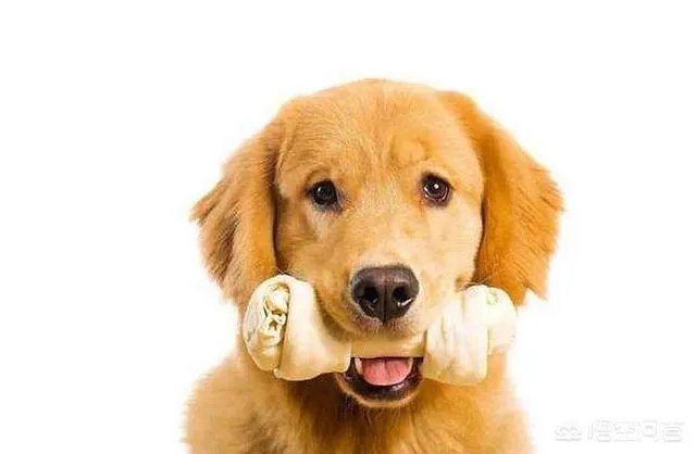 狗狗四肢无力怎么办?