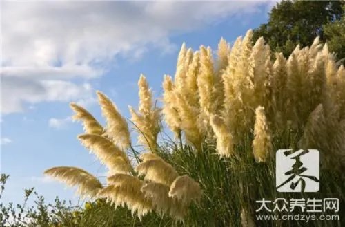 白茅根用量，今后一定要用对了！