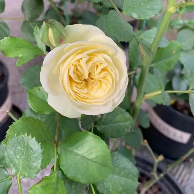 袁隆平院士逝世,为什么很多人很悲伤?