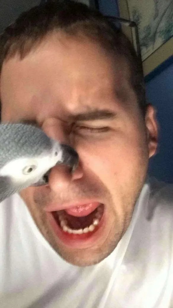 好气又好笑！愤怒鸟合集：一同见证鸟嘴的破坏力！