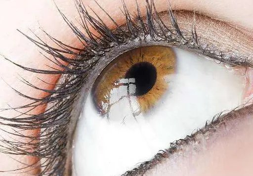 种眼睫毛大约多少钱