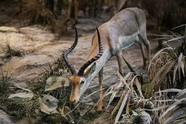 1907年属什么生肖 1907年属什么生肖什么命