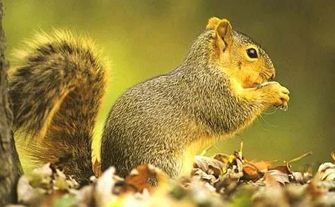 跑进家来的松鼠作文