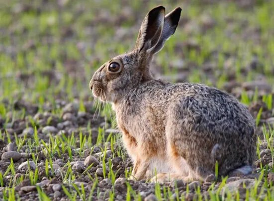 世界上最快的兔子，欧洲野兔(72公里/小时)
