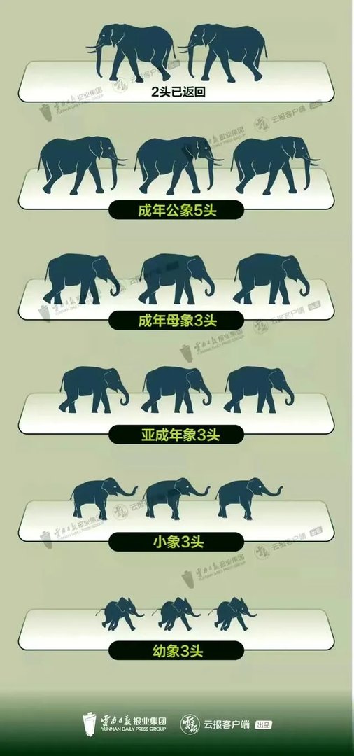 云南大象北迁究竟是何原因?