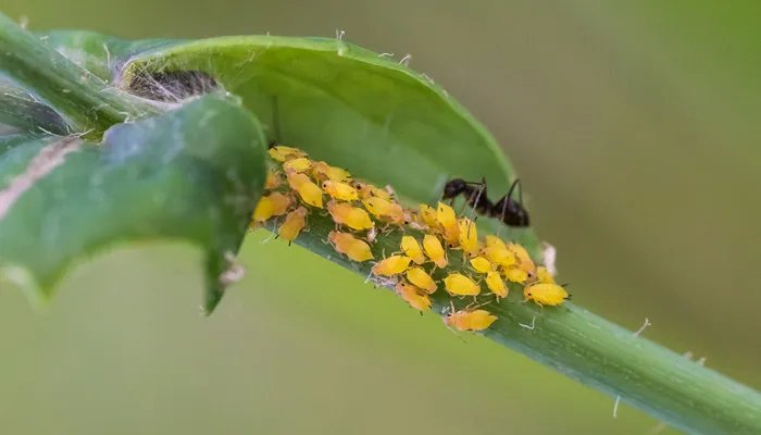蚜虫的危害 蚜虫的危害有哪些
