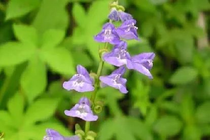 半枝莲图片大全