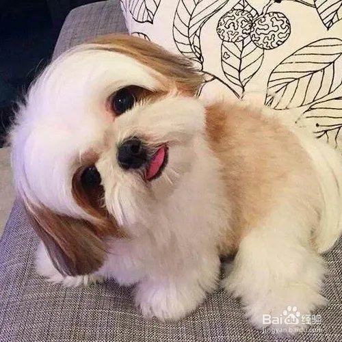 西施犬寿命有多长？