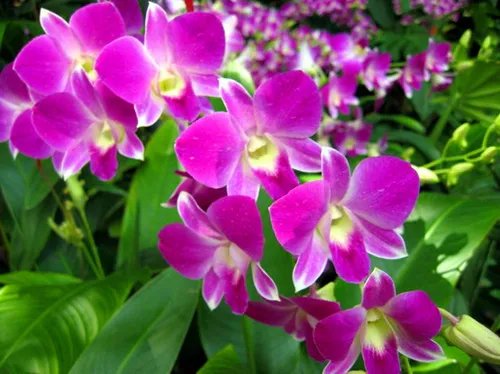 新加坡国花图片及介绍  新加坡国花代表着哪些含义