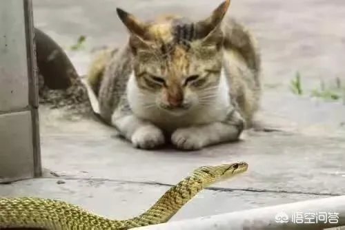 猫蛇大战蛇斗不过猫