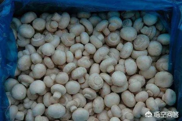 如何对秋菇、春菇和花菇进行管理？