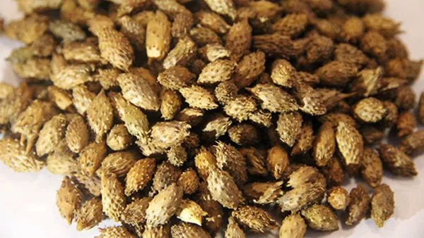 苍耳子的副作用