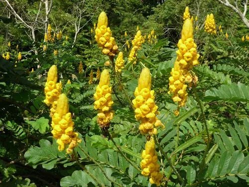 苏木科有哪些植物