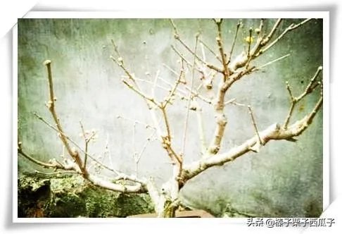 梅花魂的魂是什么意思？