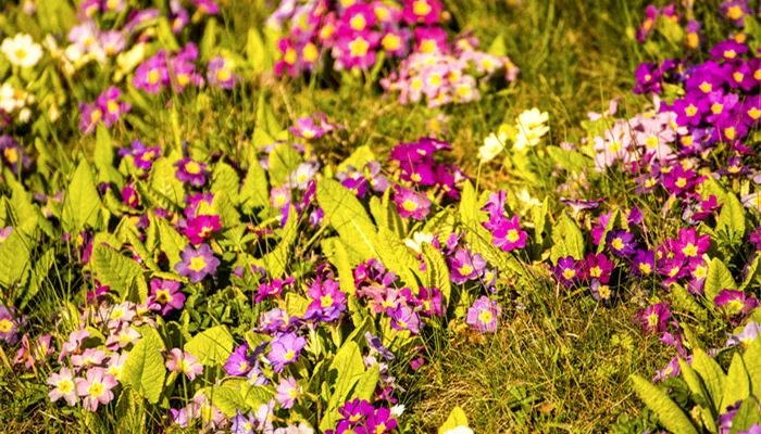 樱花草的花语是什么