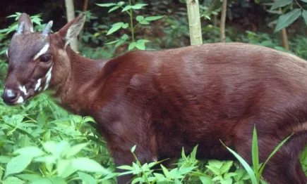 武广牛：角非常长，长度几乎能占到身体的三分之一