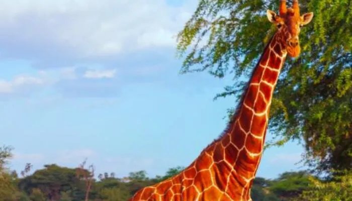 长颈鹿未来或将悄无声息灭绝 全球气温升高将致多物种失去栖息地