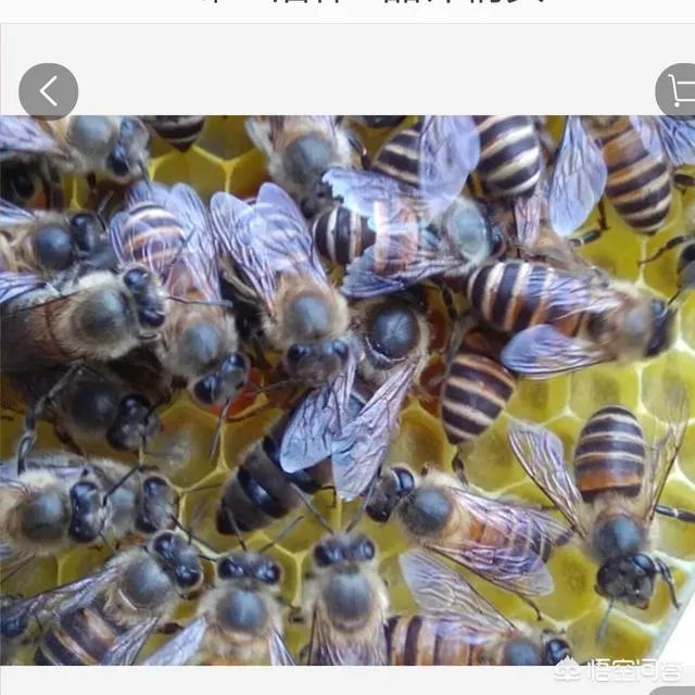 中蜂能近亲交尾吗