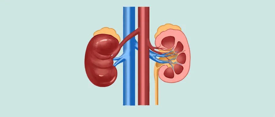 肾结石74mm算不算大