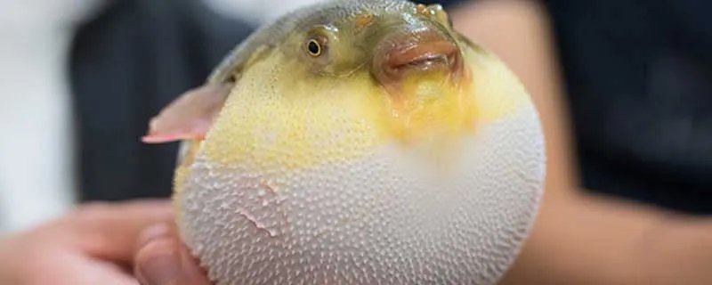 河豚鱼中含的河豚毒素是什么东西 河豚鱼中含的河豚毒素在哪里