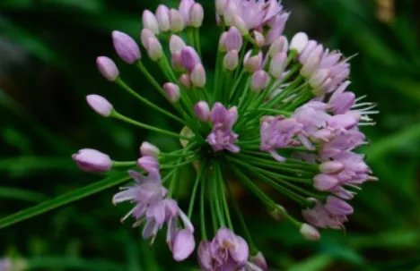 山韭的生长习性是什么？有哪些药用价值？