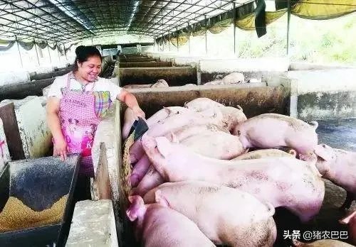 近期猪价行情再现低迷,部分地区已降到10元以内,7月的行情是否会有所好转呢?