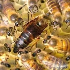 中蜂能近亲交尾吗