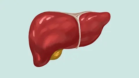 肝功能alt多少算正常