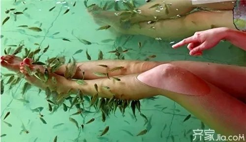 温泉鱼是什么鱼 温泉鱼多少钱一条