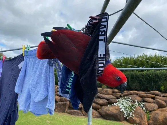 好气又好笑！愤怒鸟合集：一同见证鸟嘴的破坏力！