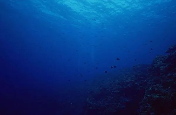 大海最深处有多恐怖，压强大的压死人/漆黑无光有巨怪